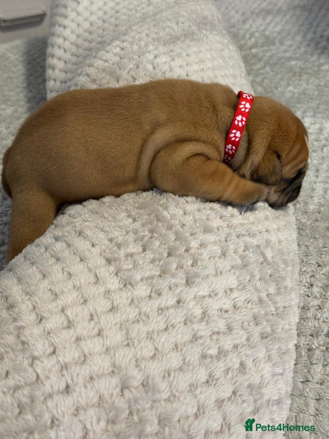English Bulldog dogs for sale: English Bulldog puppies for sale KC registered  - Image 30