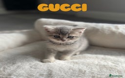 British Shorthair cats for sale: 🐾 Stunning BSH X Scottish Fold Kittens 🐾 - Image 8