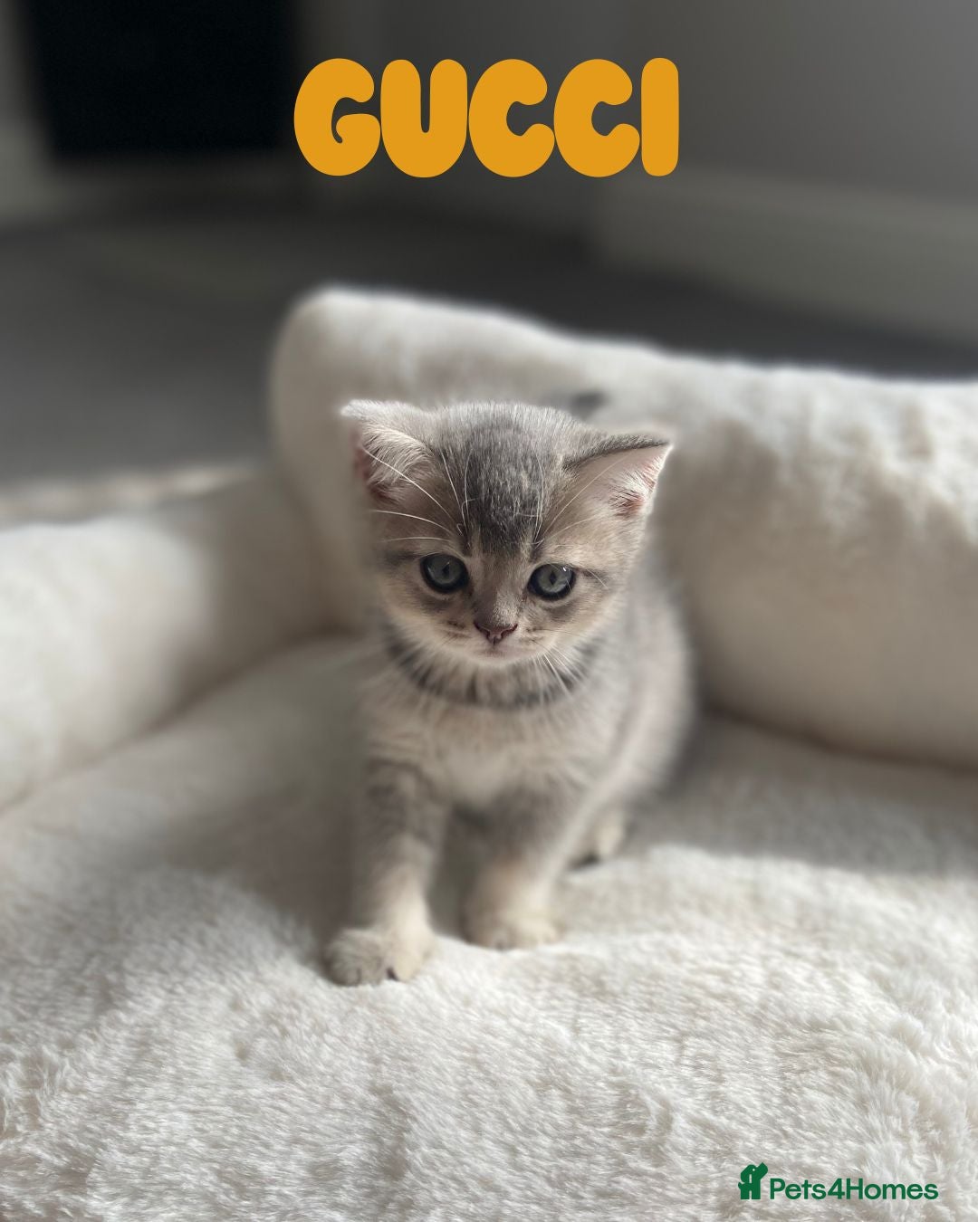 British Shorthair cats for sale: 🐾 Stunning BSH X Scottish Fold Kittens 🐾 - Image 8