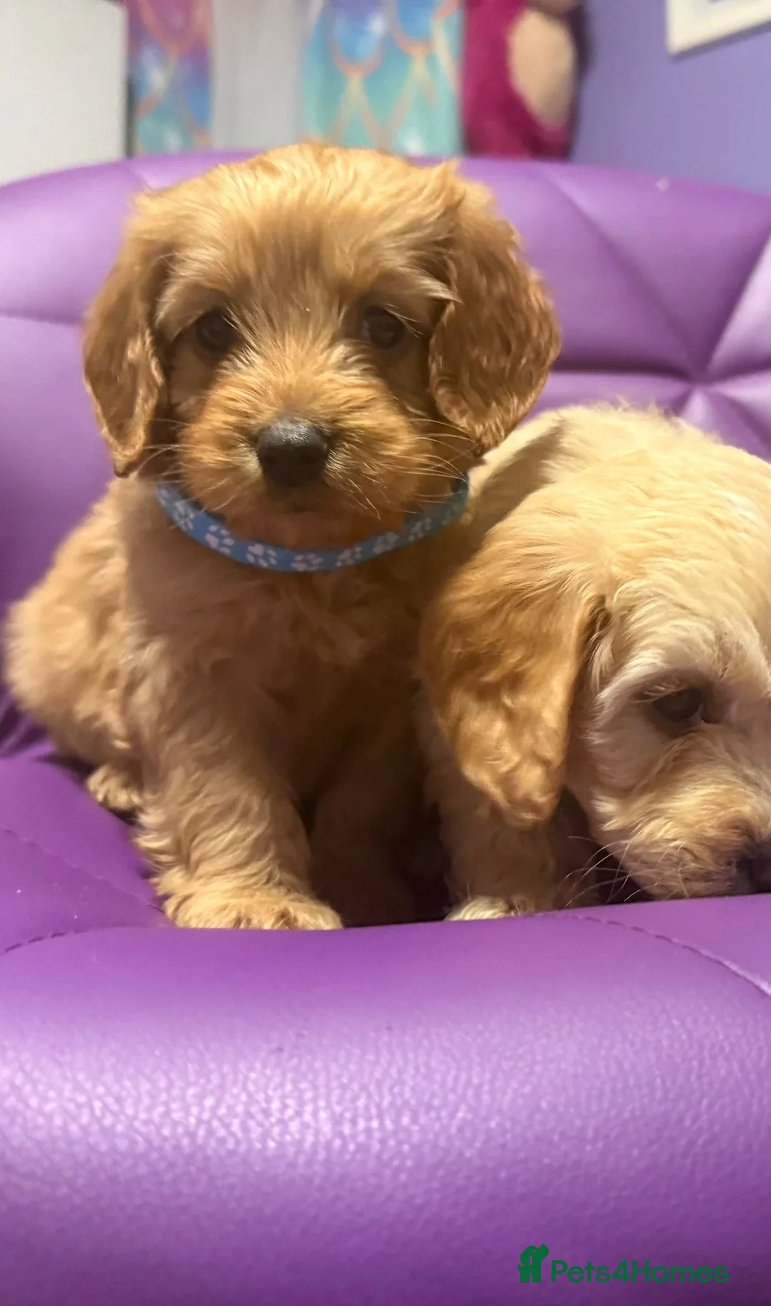 Cockapoo dogs for sale: Beautiful puppies  - Advert 9