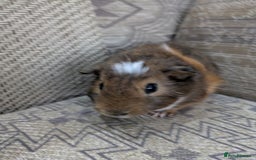 Guinea Pig rodents for sale: Guinea pig babies for sale  - Image 5