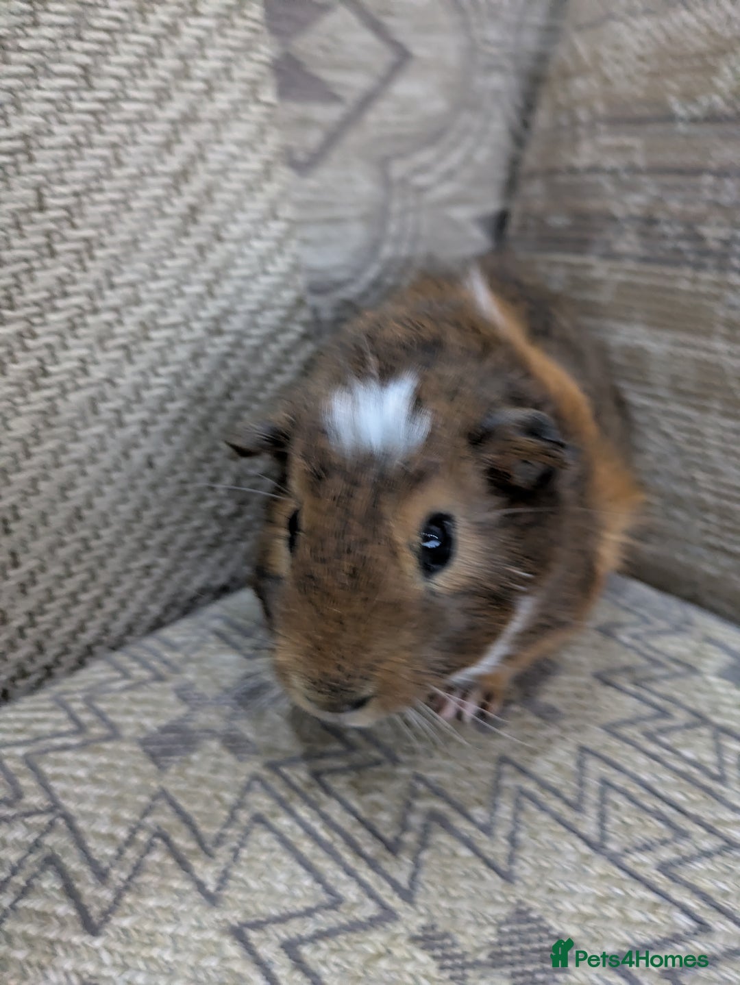 Guinea Pig rodents for sale: Guinea pig babies for sale  - Image 5