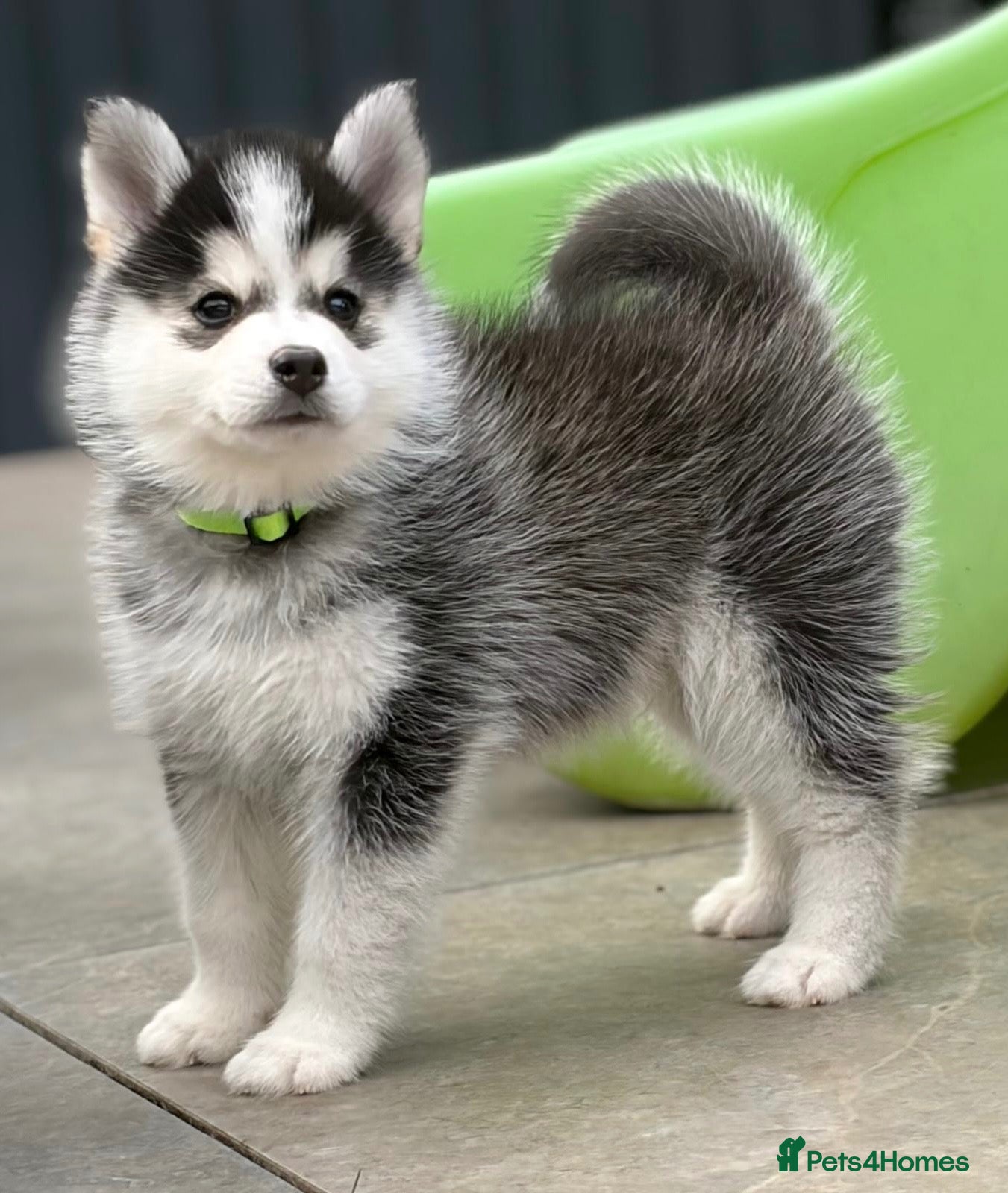 Pomsky dogs Stunning F3 Pomsky Puppies - Advert 2