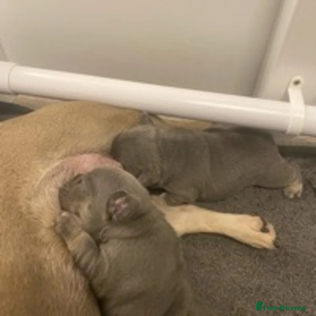 French Bulldog dogs for stud: BRUCE blue and tan french bulldog in Sheffield - Advert 12