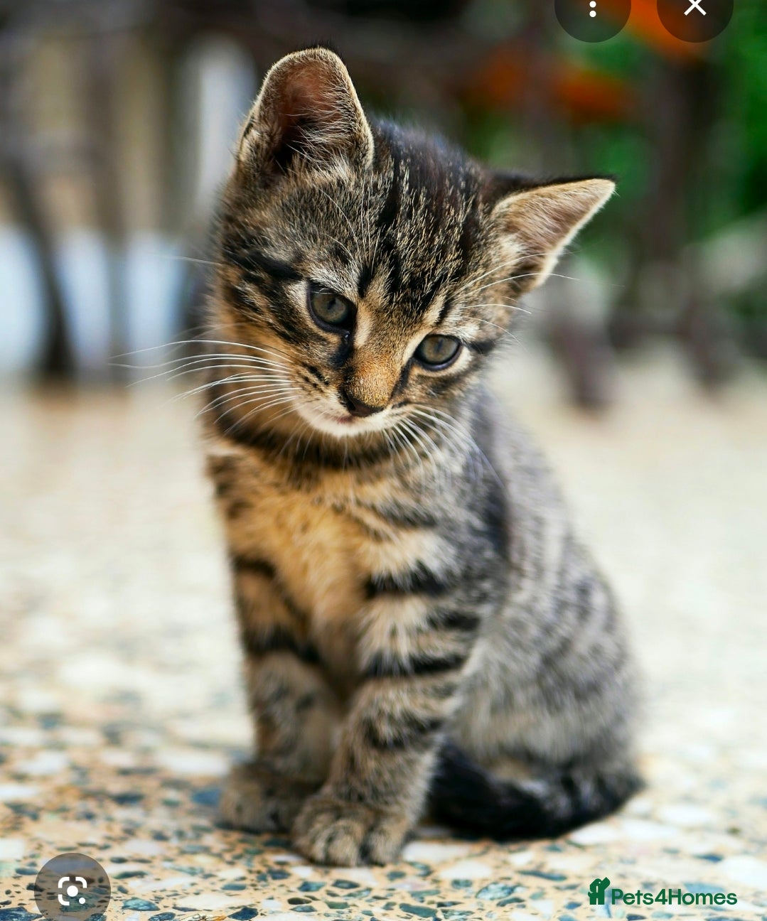 Mixed Breed cats ISO 8 week old kitten. Grey or tabby  - Advert 14