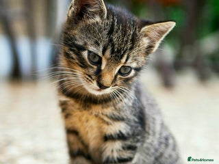 Mixed Breed cats ISO 8 week old kitten. Grey or tabby - Advert 14