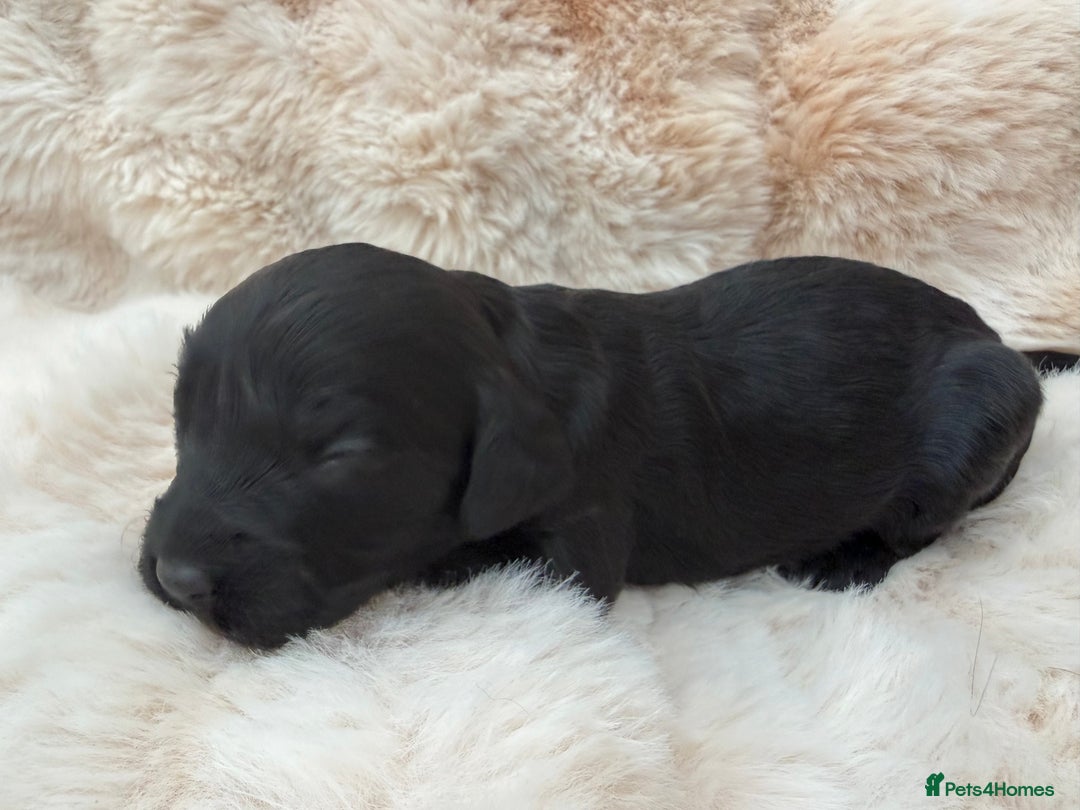 Cavapoo dogs for sale: 🐶 Beautiful Cavapoo Puppies – Ready 3rd March - Advert 14