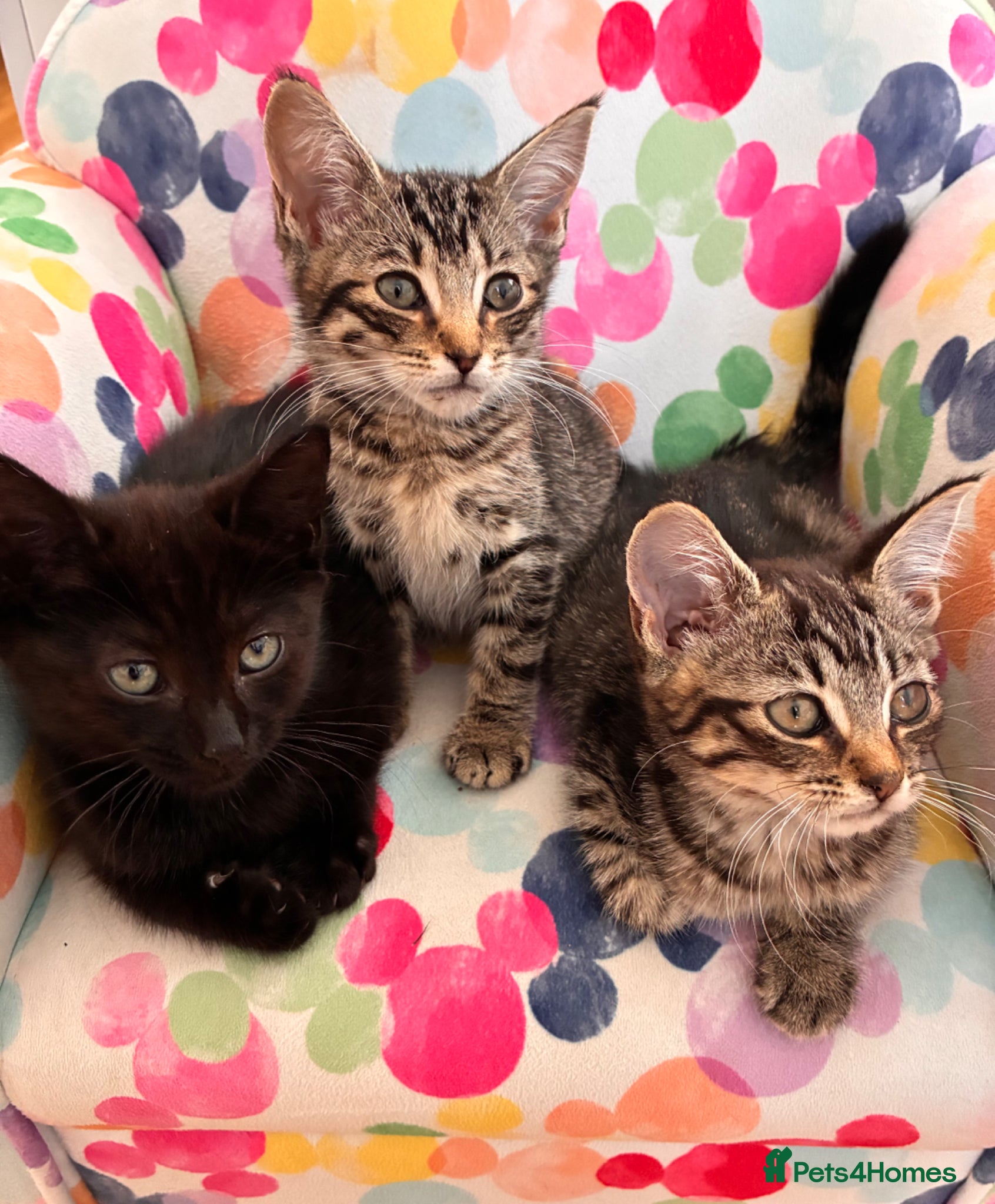 Mixed Breed cats Kittens for sale - Advert 10
