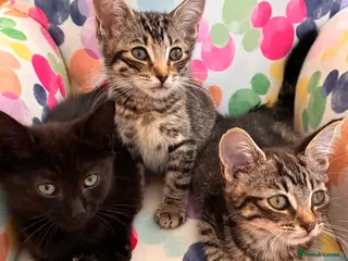 Mixed Breed cats Kittens for sale - Advert 2