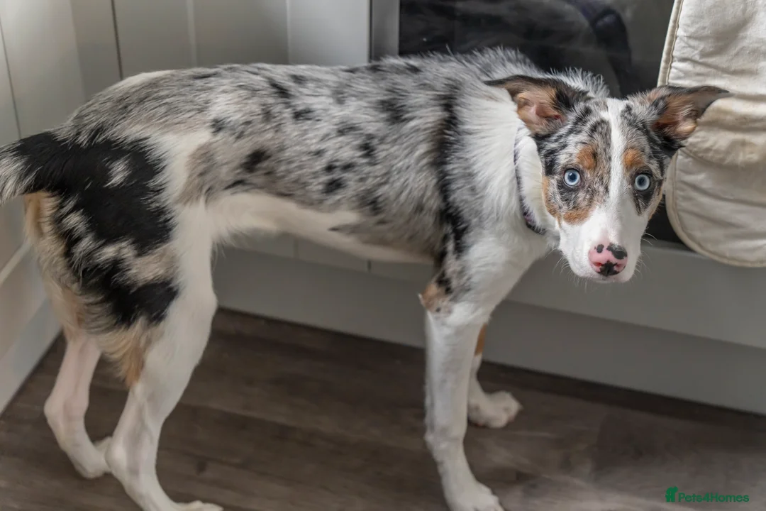 Border Collie dogs for sale: Border Collie - Tri Colour Blue Merle - Advert 2