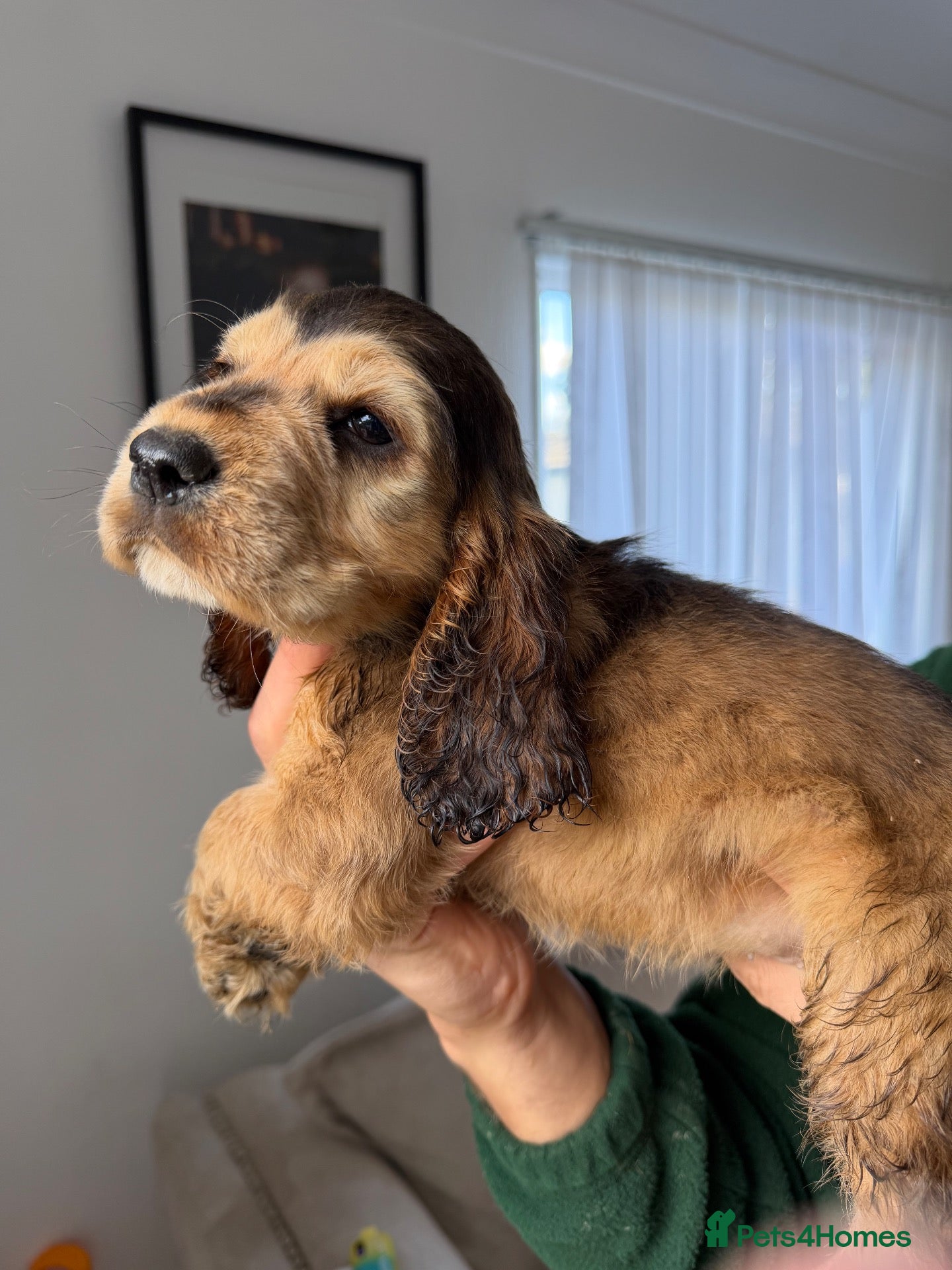 Cocker Spaniel dogs KC registered, DNA health tested Show Spaniels - Advert 2