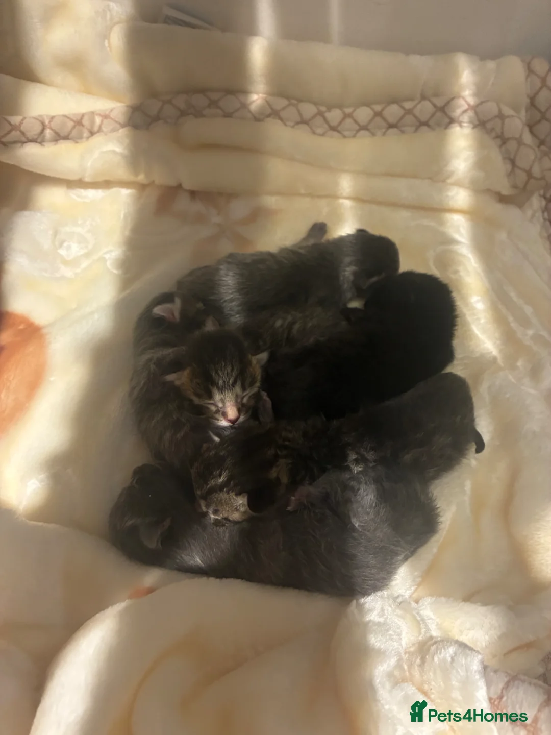Ragdoll cats for sale: Ragdoll X ready in 8 weeks time!  in Cobham - Advert 3