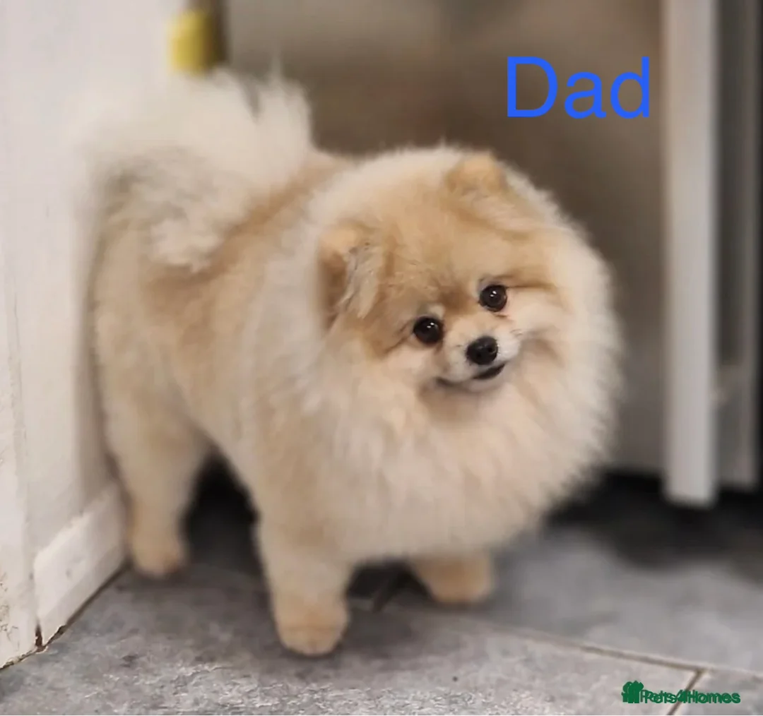 Pomeranian dogs for sale: 🐾Fluffy Little Pomeranians for sale🐾 - Advert 2