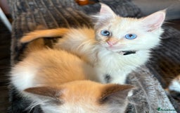 Ragdoll cats for sale: GCCF Beautiful Ragdoll Kittens - Image 20