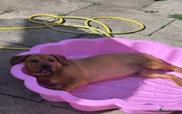 Mixed Breed dogs for sale: CHUNK - 8months old beauty - Image 5