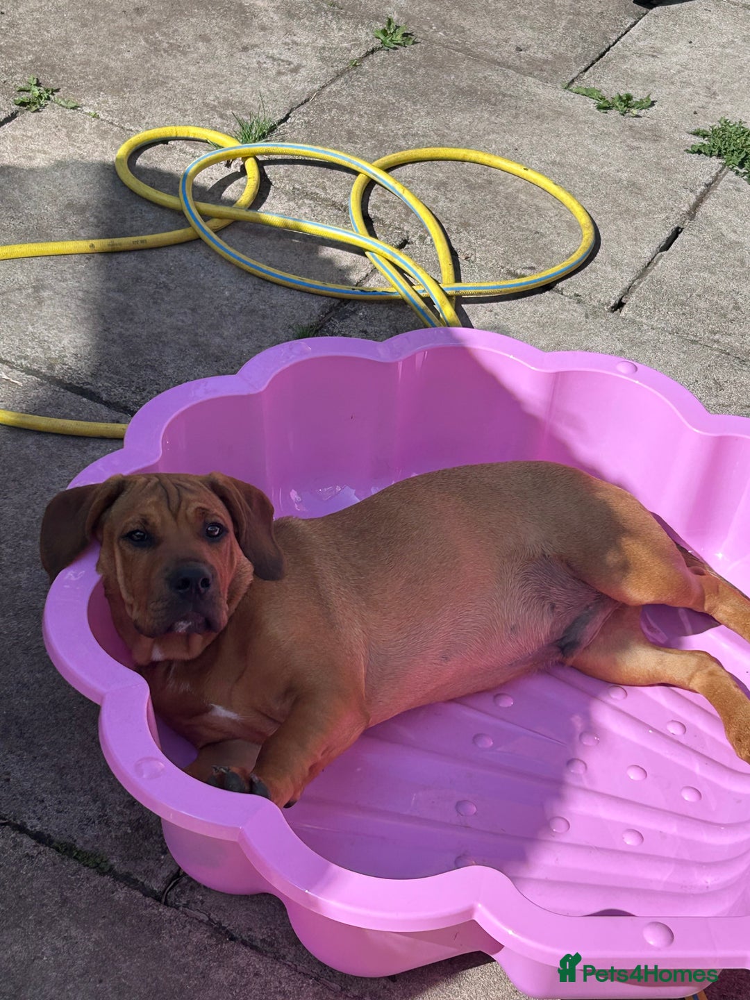 Mixed Breed dogs for sale: CHUNK - 8months old beauty - Image 5