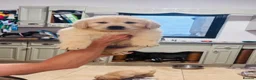Golden Retriever dogs for sale: Golden retriever puppies - Advert 4