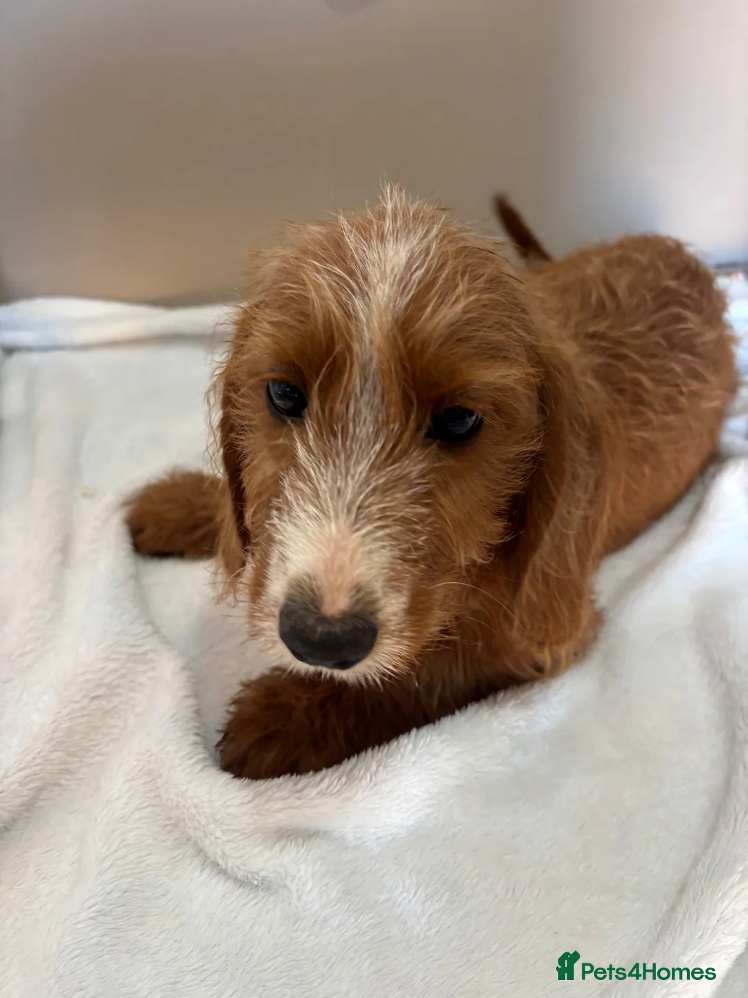 Jackshund dogs for sale: Boy & girl puppies  - Advert 2