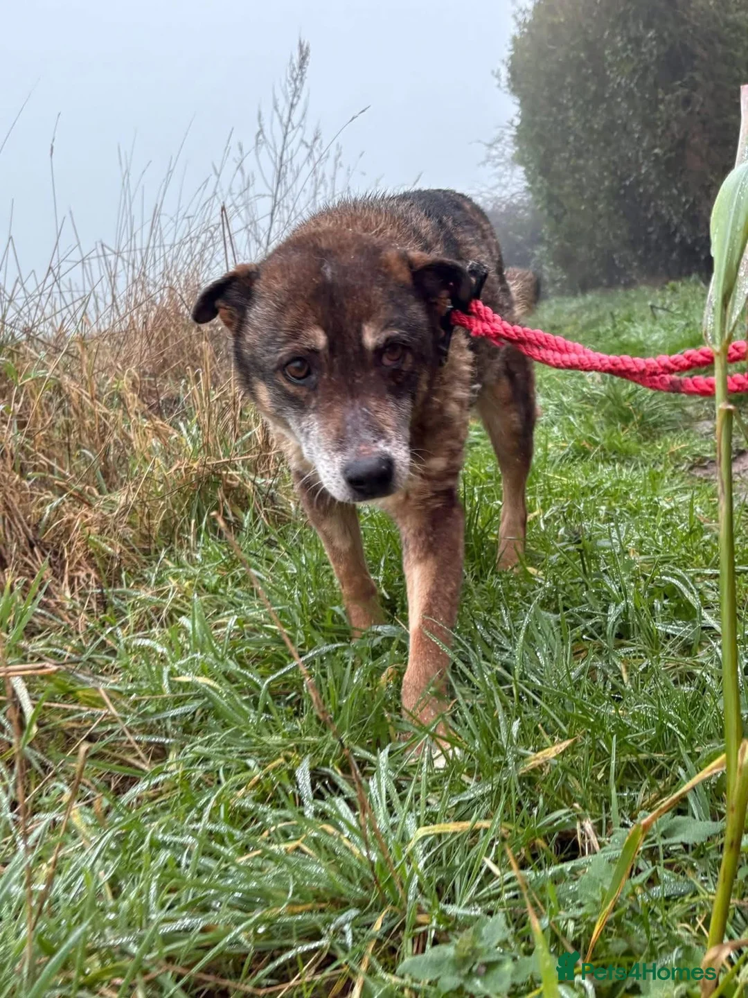 Mixed Breed dogs for adoption: Kathleen - Marleborough Wiltshire  in Marlborough - Advert 2