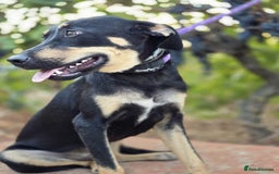 Dobermann dogs for sale: 🐶 Meet Mocha – Gentle Soul - Image 9