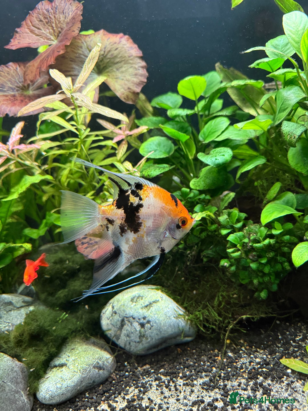 Angelfish fish for sale: Multicoloured - Image 2