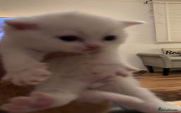 Persian cats for sale: Persian x - Image 8