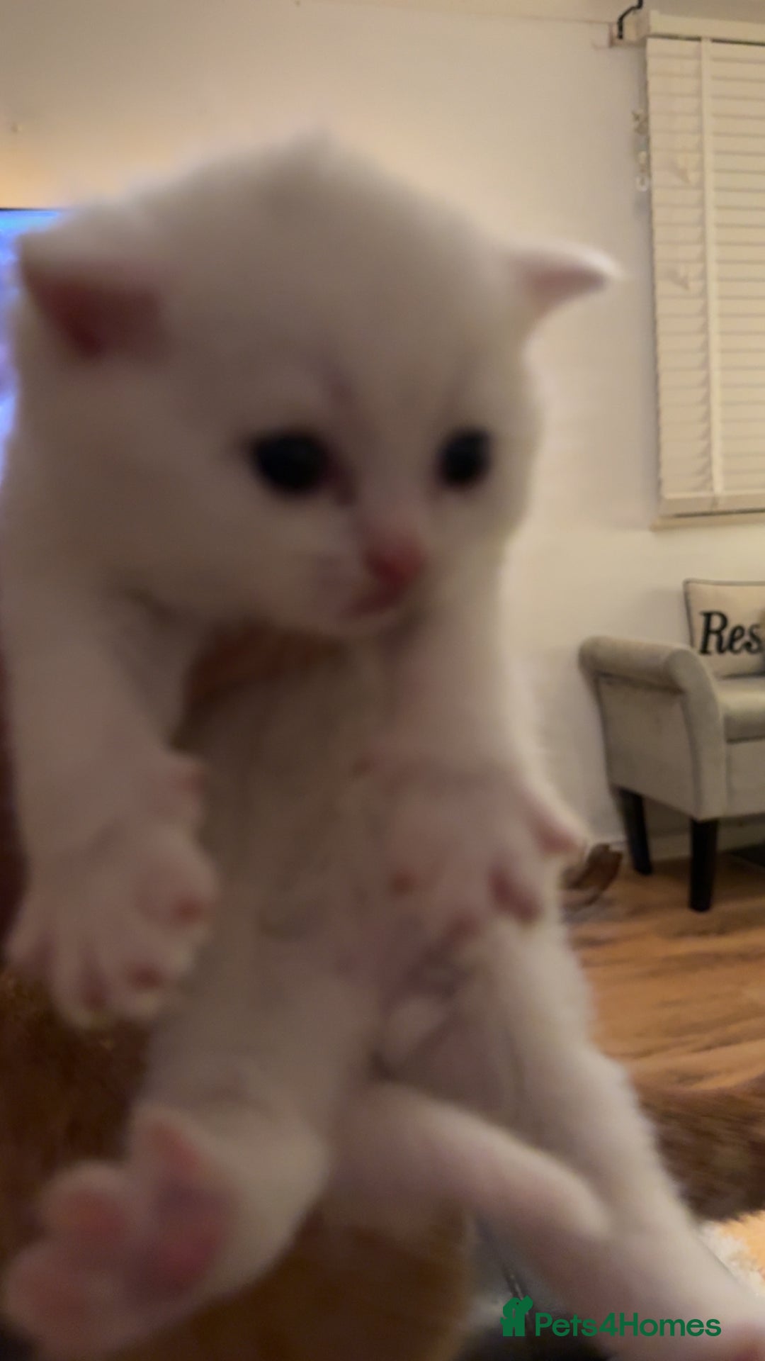 Persian cats for sale: Persian x - Image 8