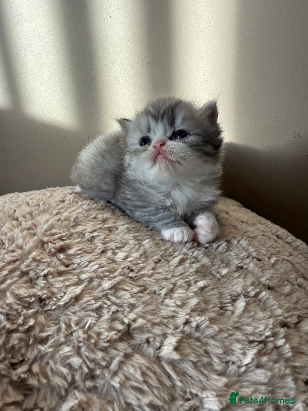 Persian cats for sale: Gorgeous Persian Kittens  - Advert 3