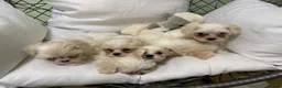 Maltese dogs for sale: 5 beautiful Maltese puppies  - Advert 15