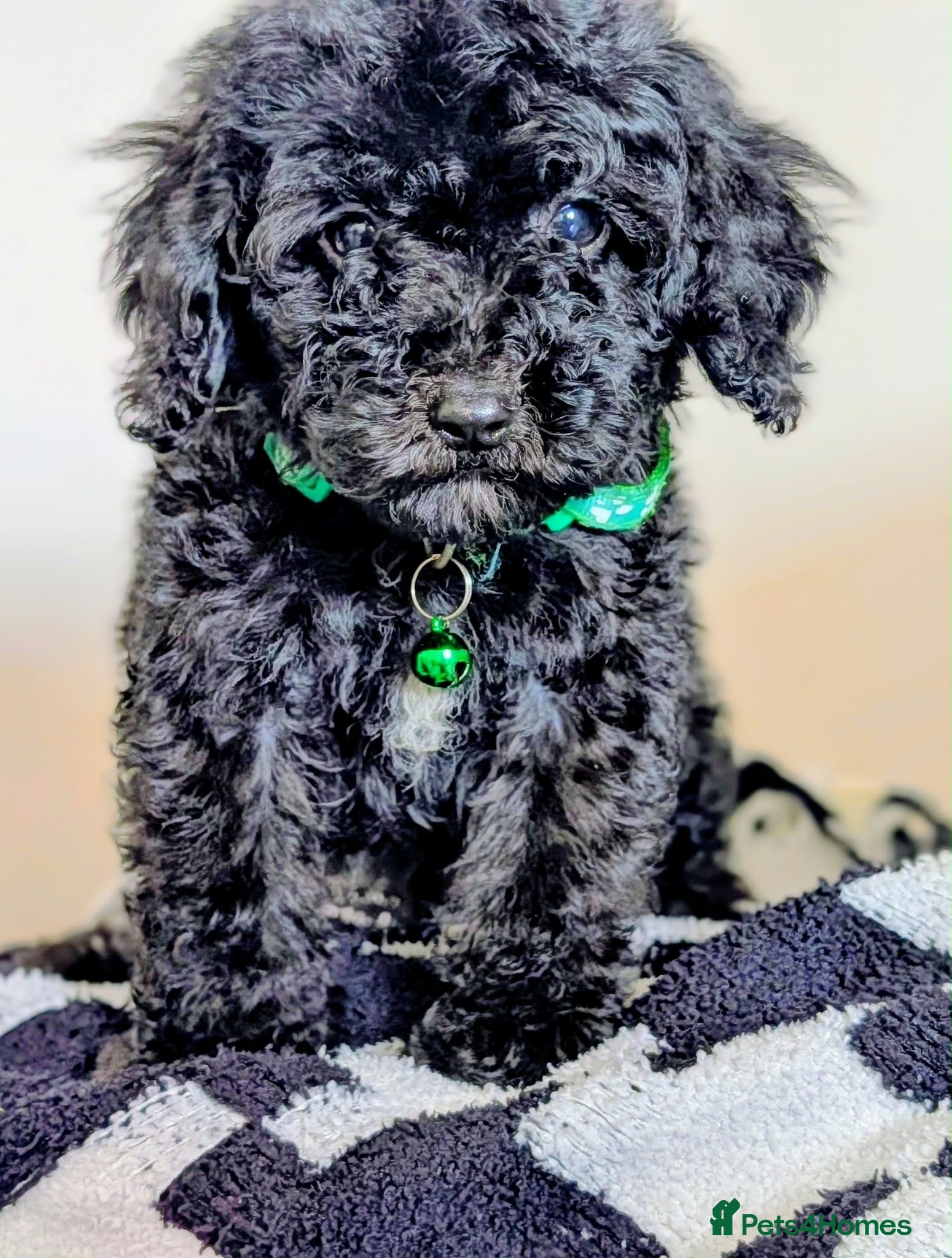 Cavapoochon dogs PRA Clear Genetically Tested Cavapoochons Ready - Advert 1