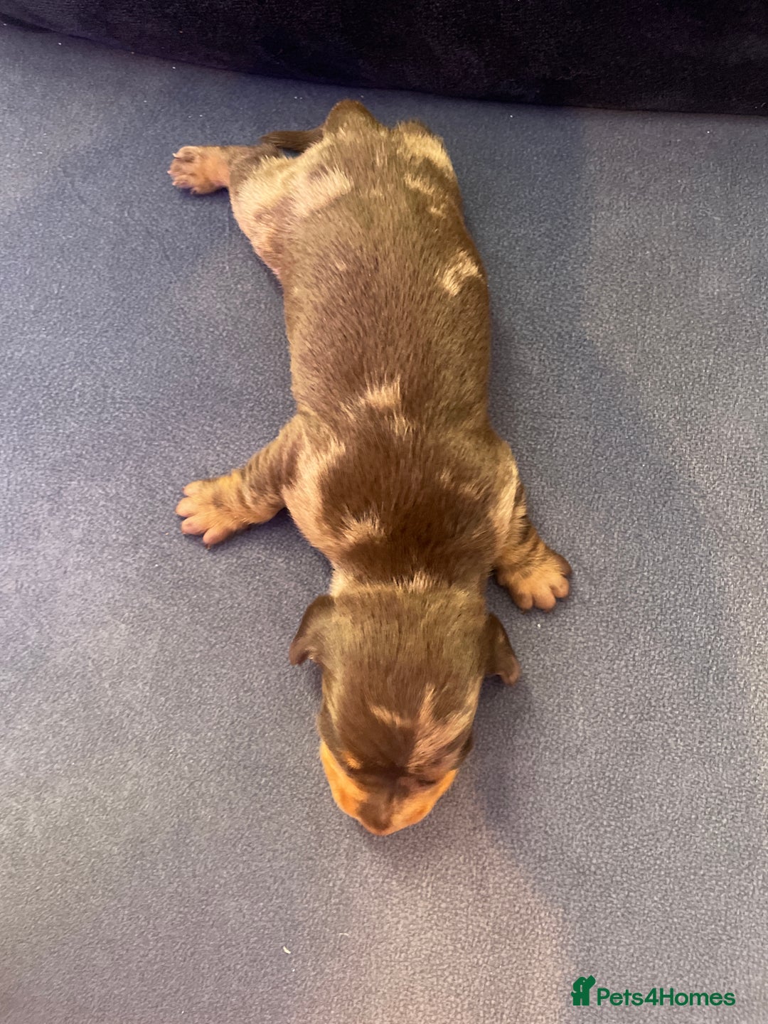 Miniature Dachshund dogs for sale: 4 Mini smooth kc reg dachshund puppies  - Advert 10