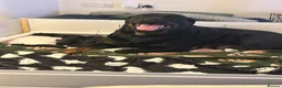 Rottweiler dogs for sale: Beautiful litter  in Mansfield - Advert 3