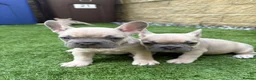 French Bulldog dogs for sale: Last 2 stunning French bulldog girls - Advert 3