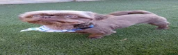 Shih Tzu dogs for stud: **proven** KC REG LILAC imperial stud.  - Advert 4