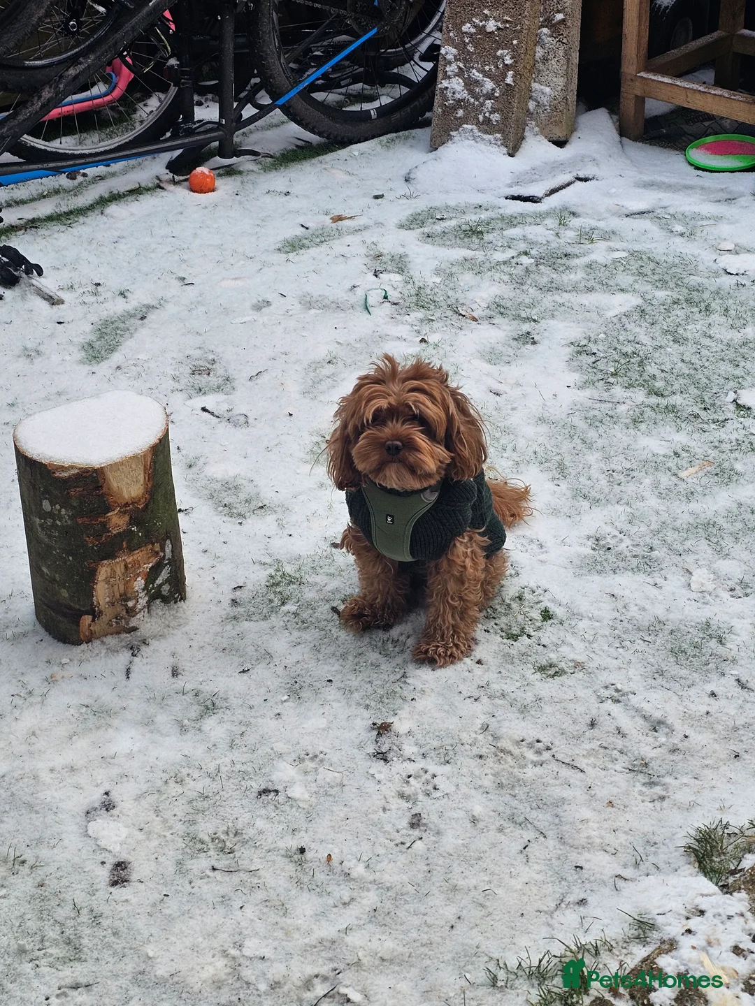 Gallery Image {{count}}