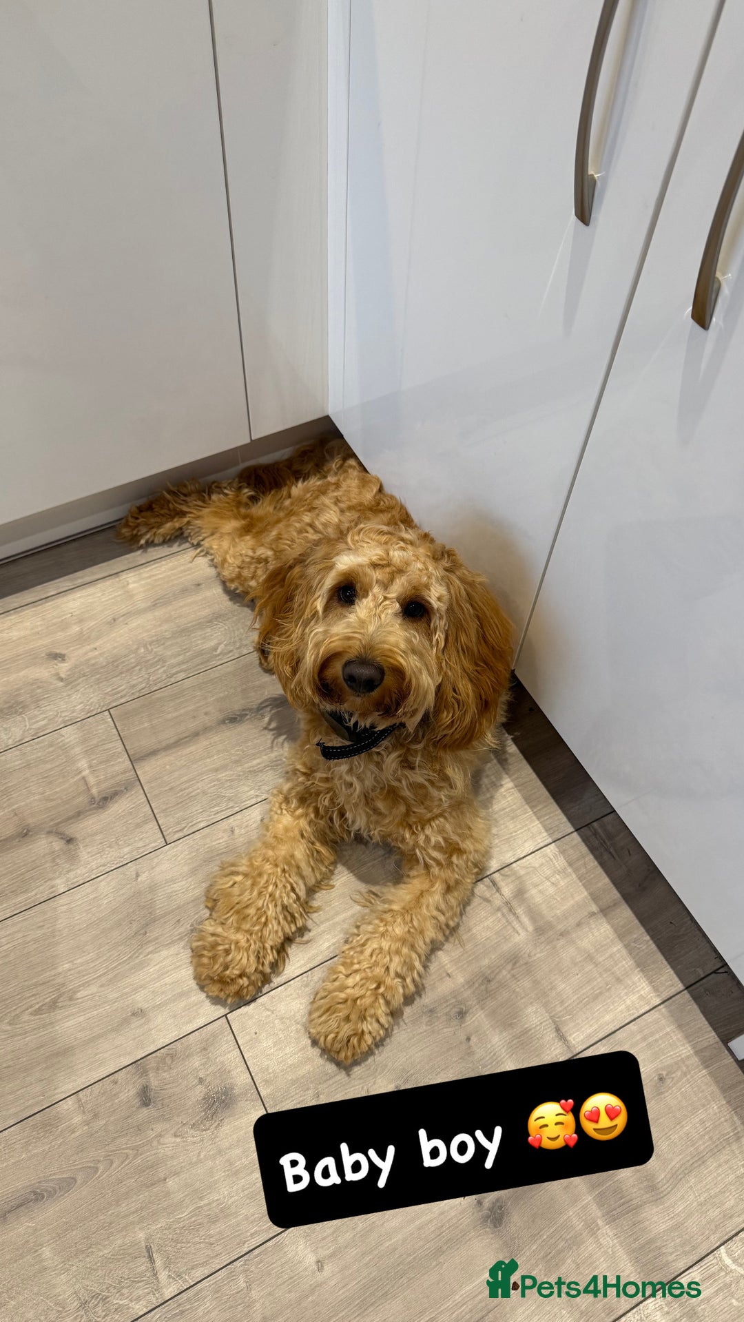 Cockapoo dogs for sale: 11 month old cockapoo  - Image 2