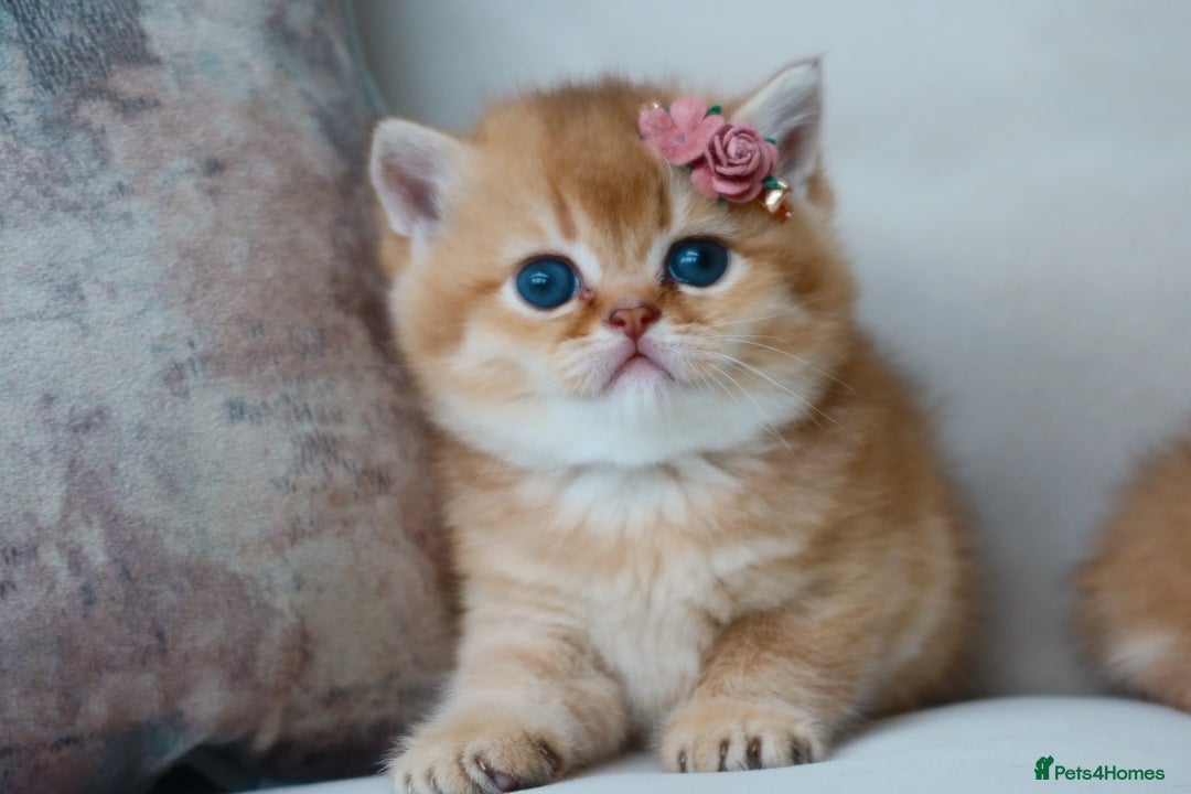 British Shorthair cats for sale: Golden Kittens - Ready December - Reg & Licensed - Advert 10