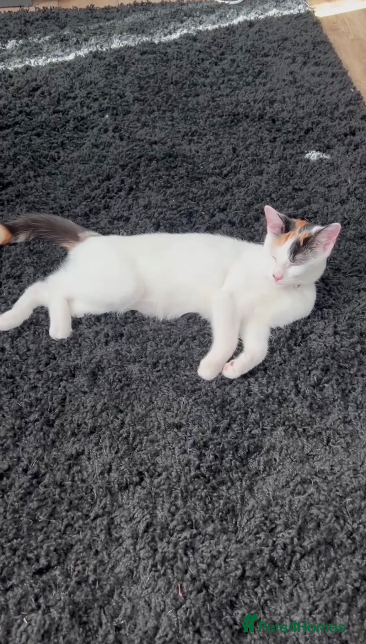Mixed Breed cats Kitten **FREE** - Advert 1