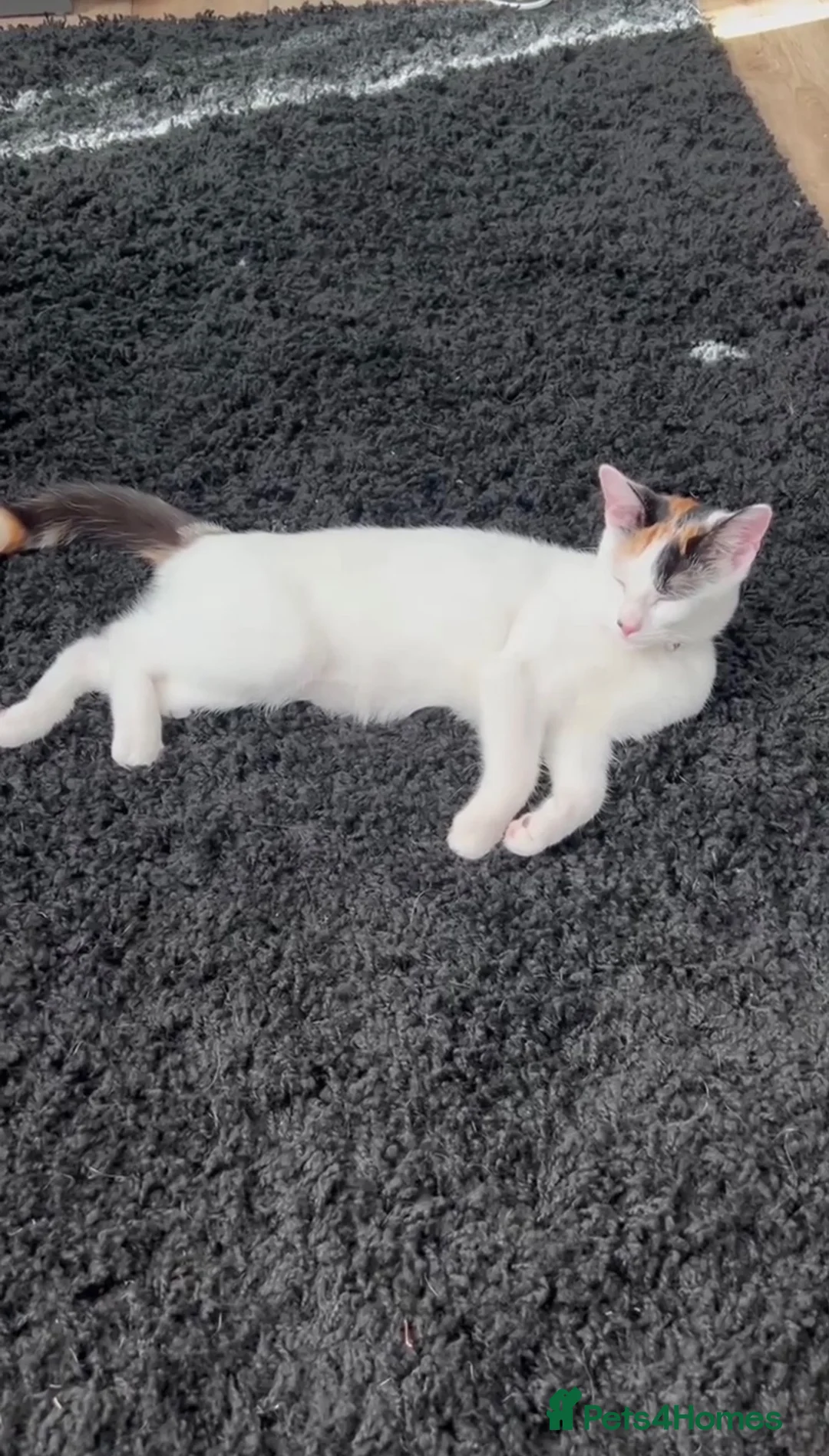 Mixed Breed cats for sale: Kitten **FREE** - Advert 1