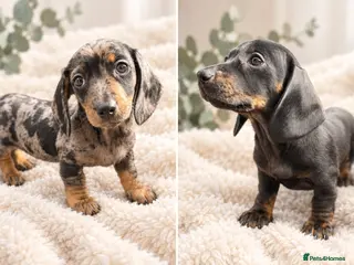 Miniature Dachshund dogs Reduced ! Stunning true mini KC Dachshund puppies - Advert 16