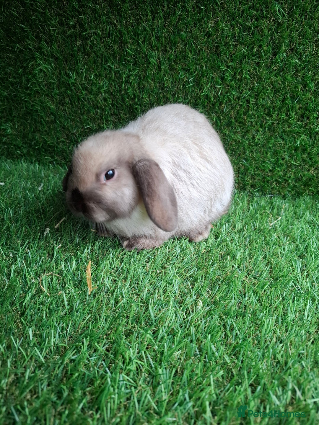 Mini Lop rabbits for sale: Sallaner moni lop boy - Advert 1