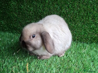 Mini Lop rabbits Sallaner moni lop boy - Advert 14