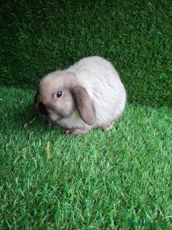 Mini Lop rabbits Sallaner moni lop boy - Advert 1