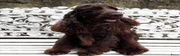 Cocker Spaniel dogs for sale:  Beautiful Cocker Spaniel show type pups  - Advert 10