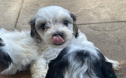 Mixed Breed dogs for sale: Cockapoo x Maltese (Maltipoo) - Image 15