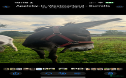 Donkey livestock for sale: donkeys  - Image 4