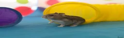 Hamster rodents for sale: Lovely female Russian hamster with set up  - Advert 3