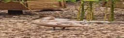 Waterfowl poultry for sale: Pair of Pochards.  - Advert 4