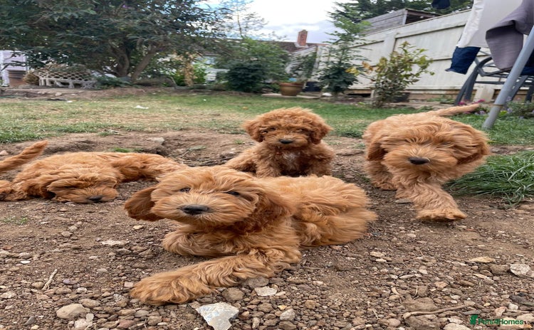 Cockapoo dogs - Advert 13