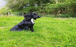 Mixed Breed dogs for sale: Collie x Cocker Spaniel pups for sale - Image 6